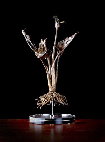 Nic Bladen, Arum Lily, Zantedeschia Aethiopica
bronze unique