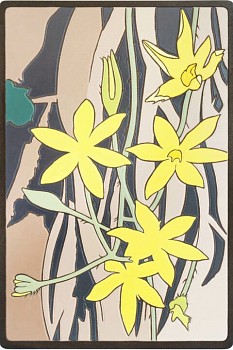 african potato 480x720