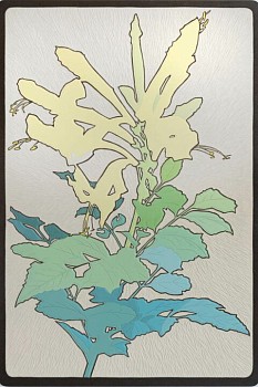 cape honey suckle 480x720