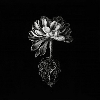 h. serfontein. sunburst aeonium1