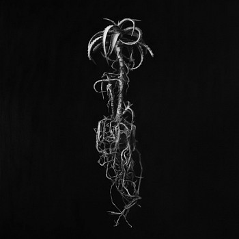 henk serfontein aloe arborescens