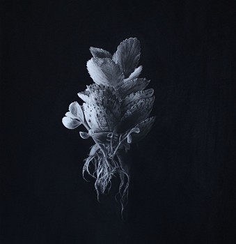 henk serfontein kalanchoe marmorata 90 x 90cm gkac