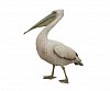 brendan leggat great white pelican gkac 15426 2