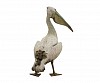 brendan leggat great white pelican gkac 15426 3