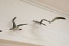 robbie leggat arctic terns detail