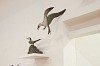 robbie leggat arctic terns detail 2