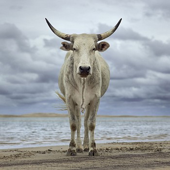 xhosa cow on the shore. kei river mouth eastern cape south africa 9 december 2019. gkac