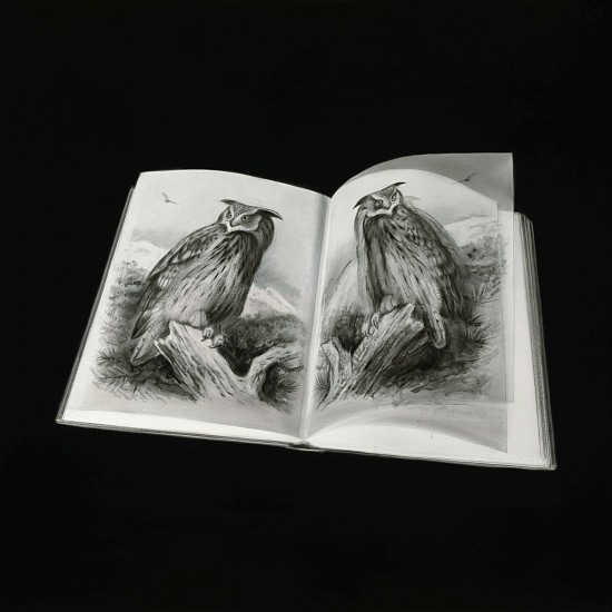 Henk Serfontein, Turning Pages: Short -Eared Owl
charcoal & mixed media on archival hannemuhle paper
