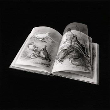 red legged partridge