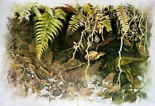 jaco van schalkwyk a peaceful resistance